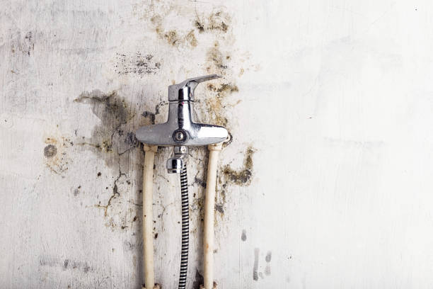 Reliable Akron, PA Mold Removal Solutions