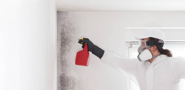 Best Fast Mold Removal  in Akron, PA