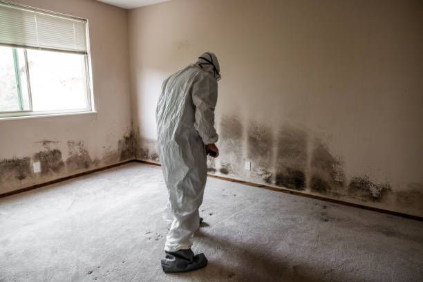 Best Attic Mold Removal  in Akron, PA