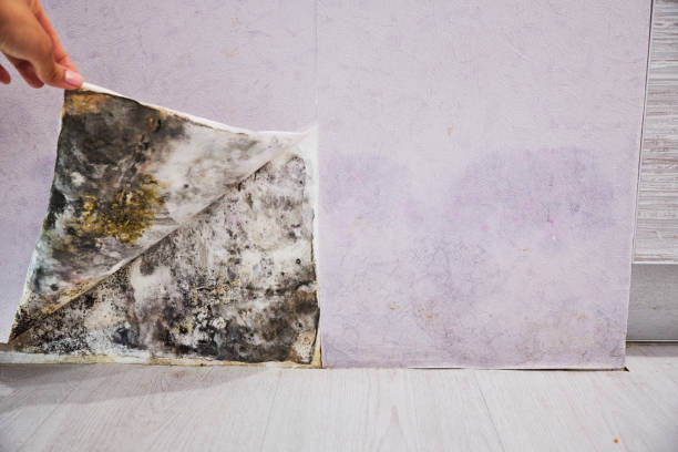 Best Mold Cleaning Services  in Akron, PA
